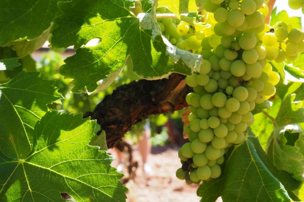 Enoturystyczne kierunki w polsce