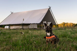 weekend-ktory-zmienia-relacje-z-psem-pierwsza-edycja-psiej-akademii