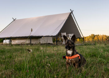 weekend-ktory-zmienia-relacje-z-psem-pierwsza-edycja-psiej-akademii