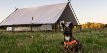 weekend-ktory-zmienia-relacje-z-psem-pierwsza-edycja-psiej-akademii